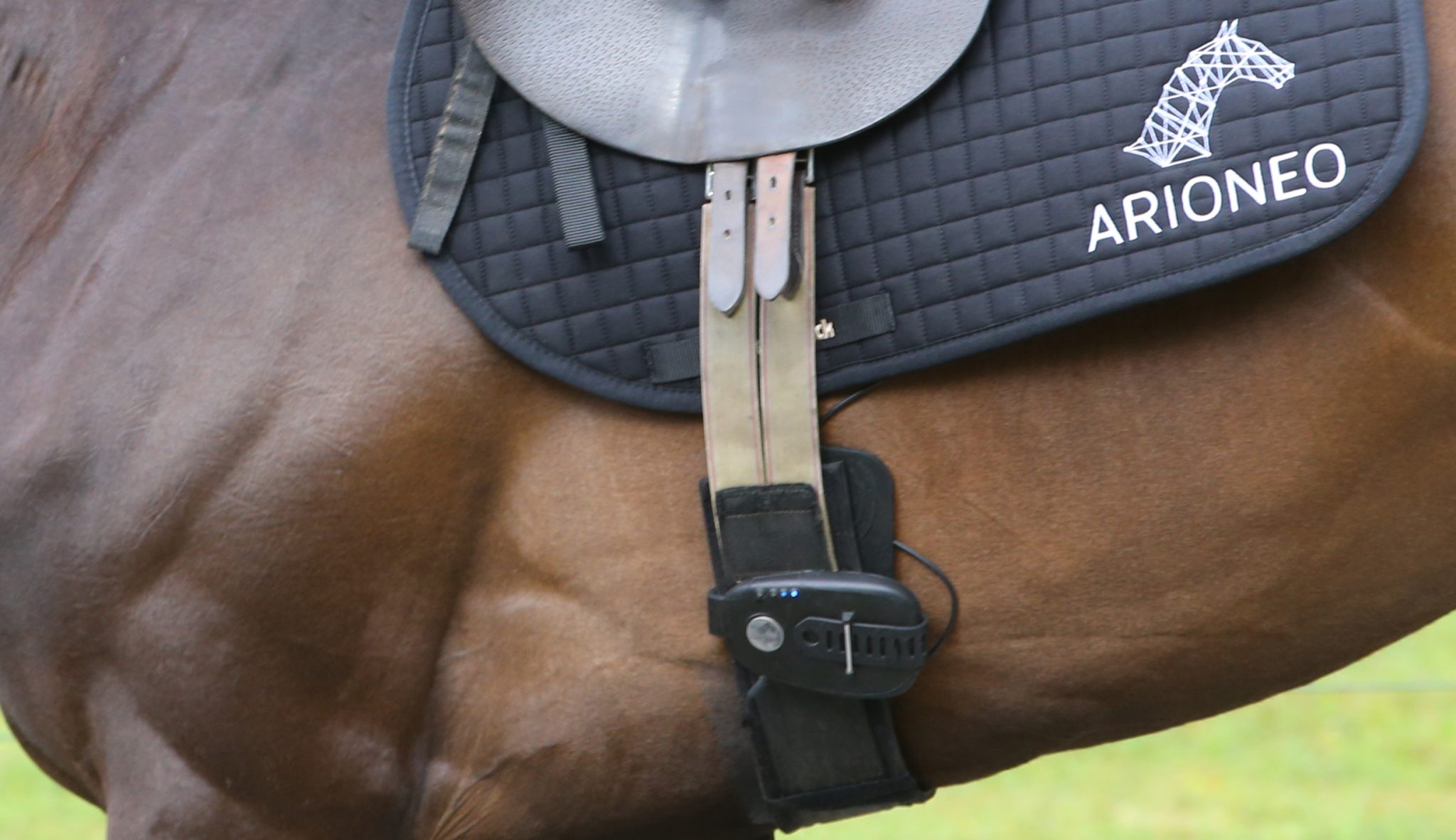 Arioneo_equimetre_CloseUp