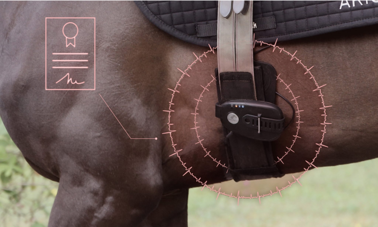 equimetre electrode racehorses