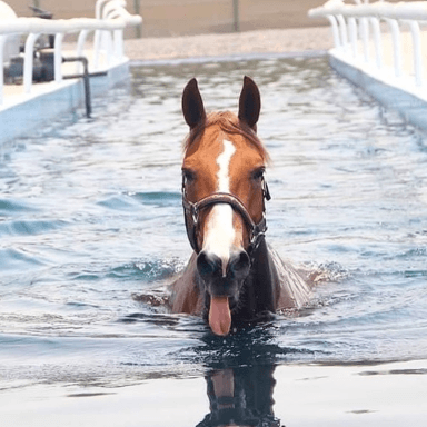 balnéothérapie chevaux athlètes