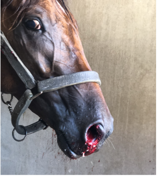 Pulmonary haemorrhage in the racehorse