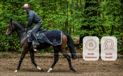 Preferred distances in the Racehorse: the role of data