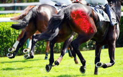 Comment le cheval de course produit-il son énergie ?