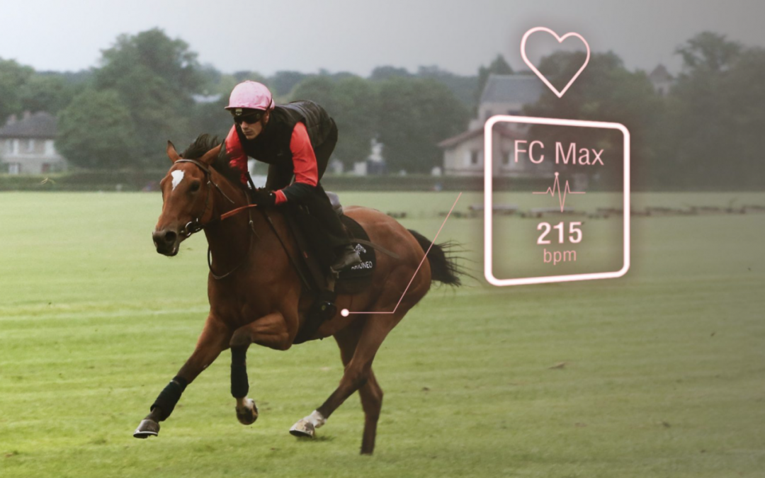 maximal heart rate racehorse