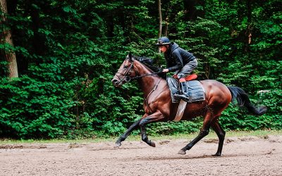 The standardised effort test for racehorses in practice