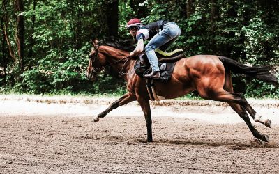 8 raisons d’utiliser un cardiofréquencemètre pour le cheval athlète
