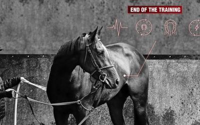 How to prevent the risk of lameness in racehorses?