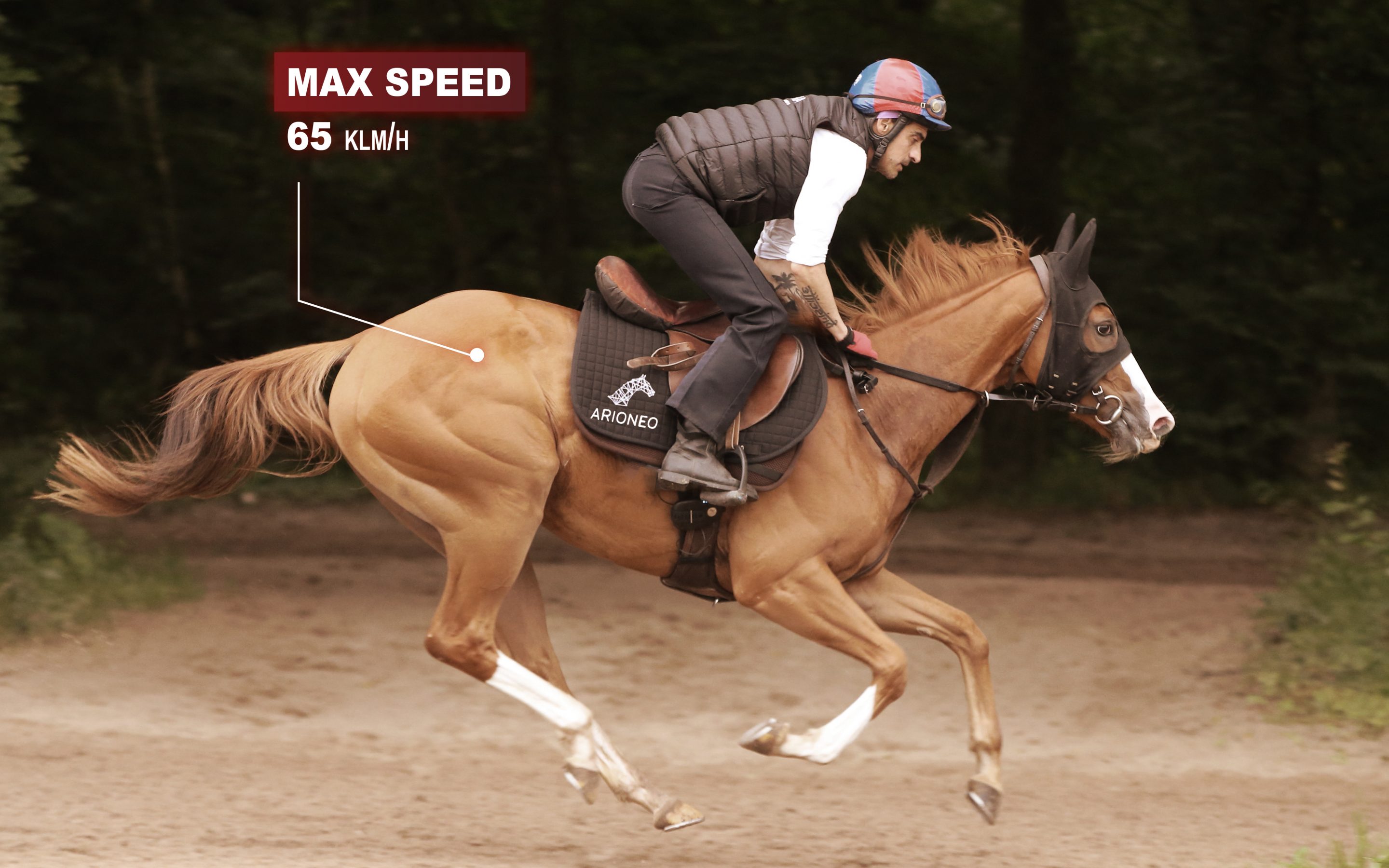 tenue de vitesse maximale chez le cheval de course à l'entraînement