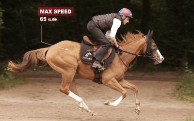 Maintaining maximal speed: the key to victory in horse racing?