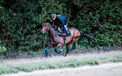 Investigation de la contre-performance chez le cheval de course