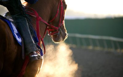 Perte de performance chez le cheval de course : le rôle de l’ECG