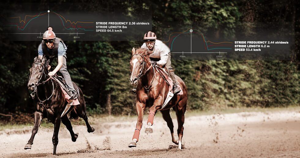 Accélération du cheval de course :  plutôt cadence ou amplitude ?