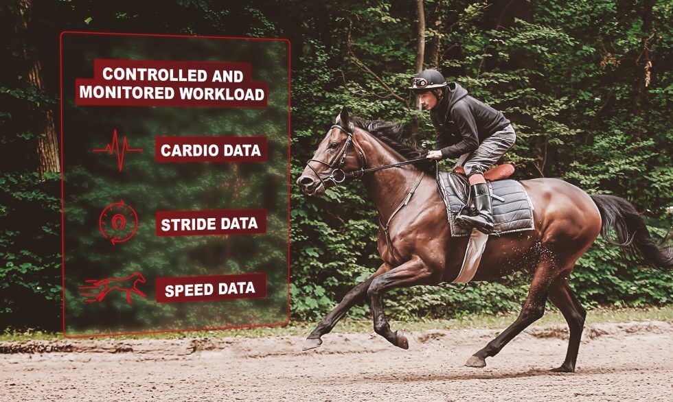 racehorse training workload