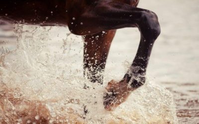 La balnéothérapie pour les chevaux athlètes