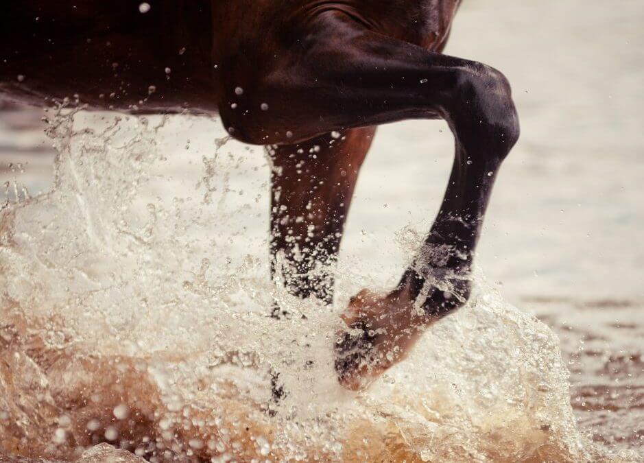 Introduction à la balnéothérapie pour les chevaux athlètes