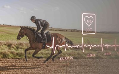 La fréquence cardiaque chez le cheval de course