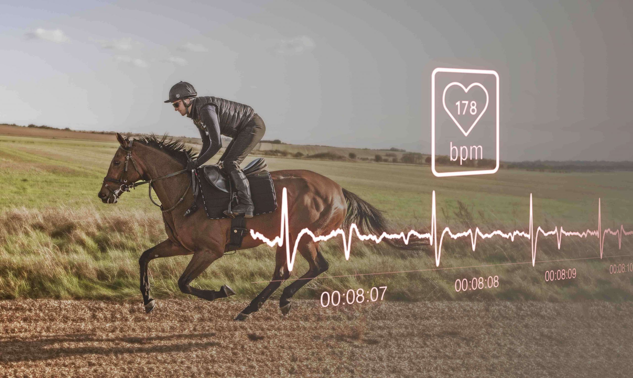 fréquence cardiaque du cheval de course