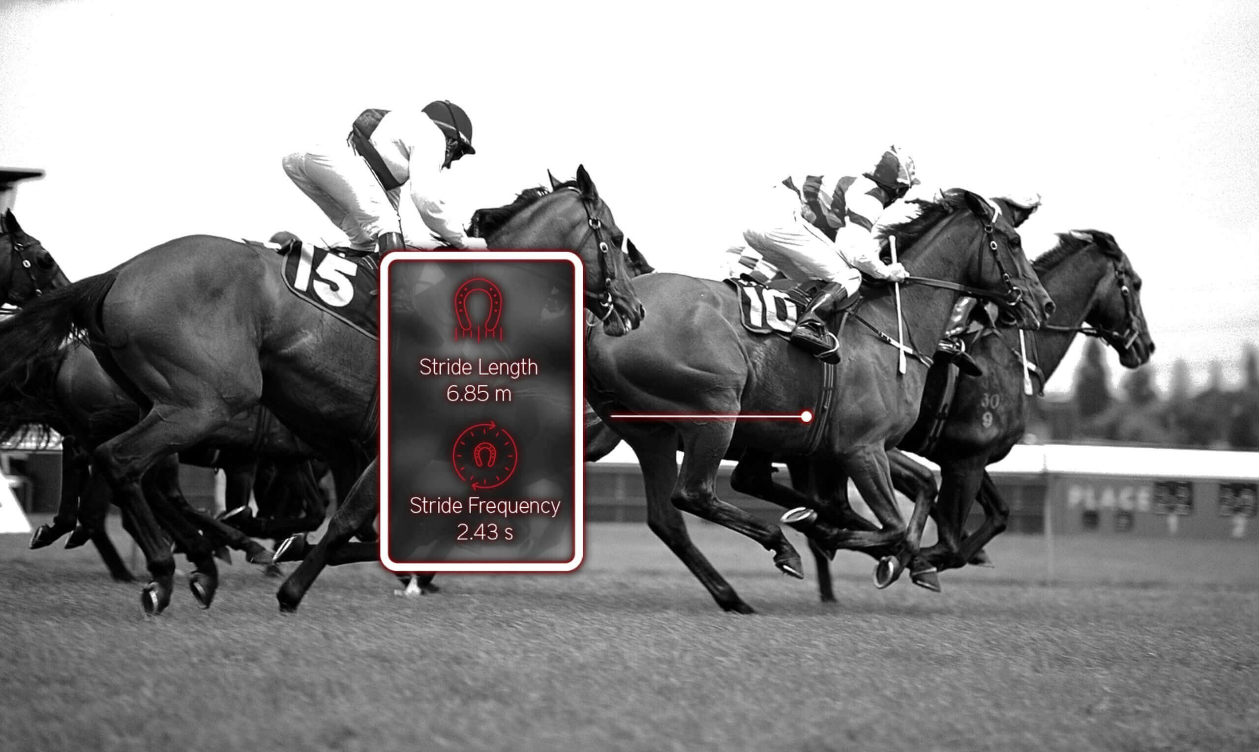 Spécificités du cheval de course