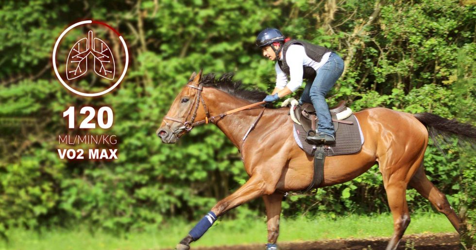 VO2Max in racehorse training 4 reasons to analyze it