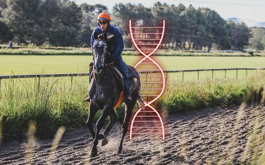 Will genetic studies revolutionize the horse racing industry?