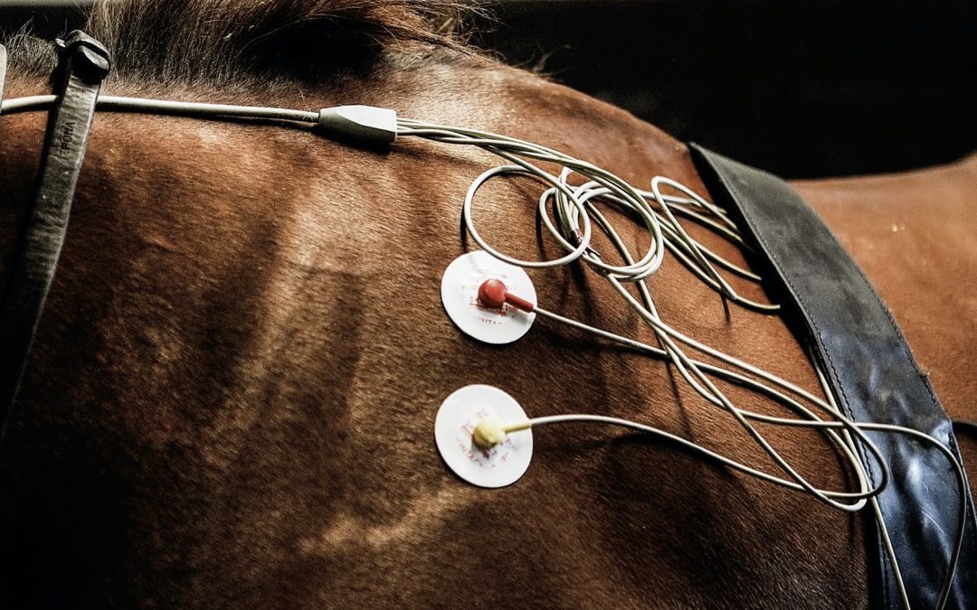 Atrial fibrillation among racehorses : impact, recurrence and consequences