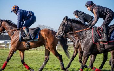 How to individualize your racehorses’ training thanks to data?