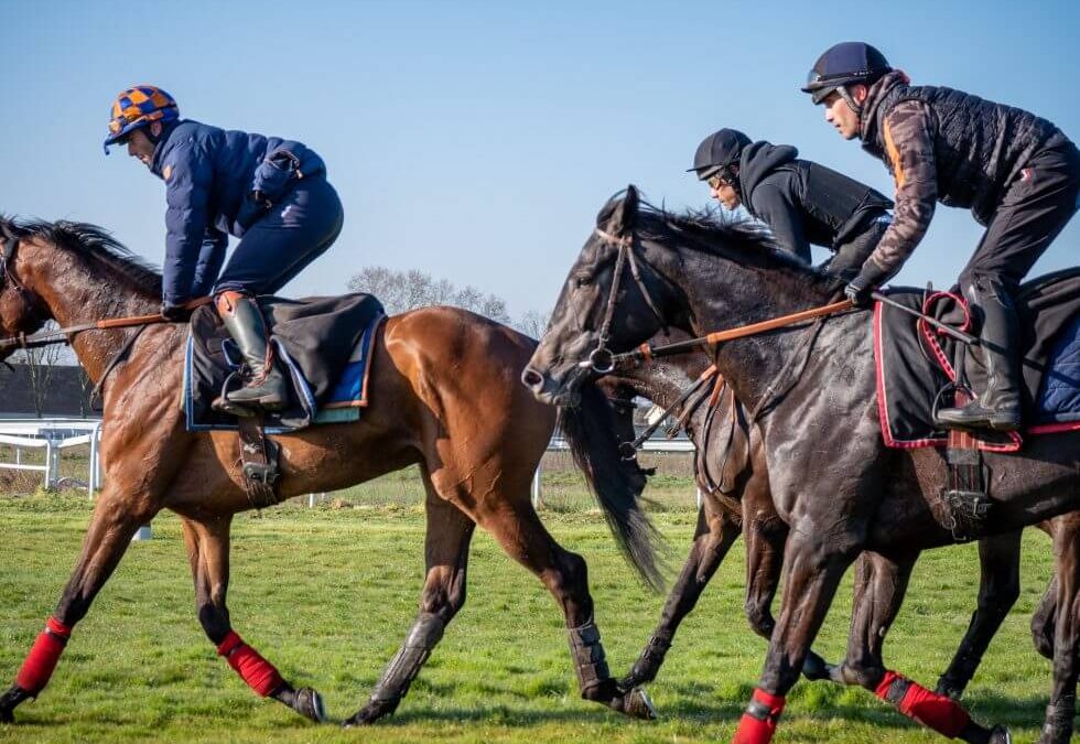 How to individualize your racehorses’ training thanks to data?