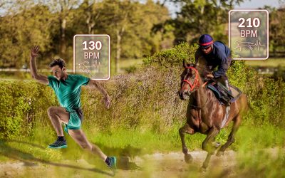 Racehorse VS running athlete: what role does data play in training?