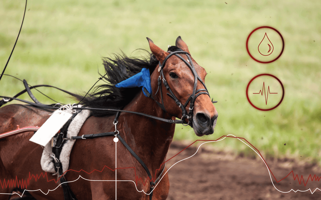 active recovery for standardbreds