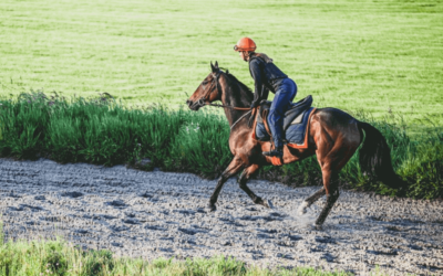 7 raisons de monitorer vos jeunes chevaux de course