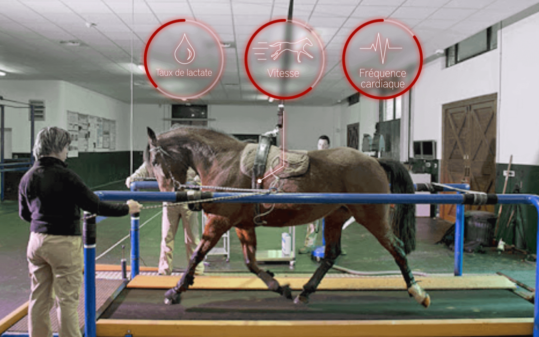 Entraîner ses chevaux de course sur tapis roulant : quels bénéfices ?