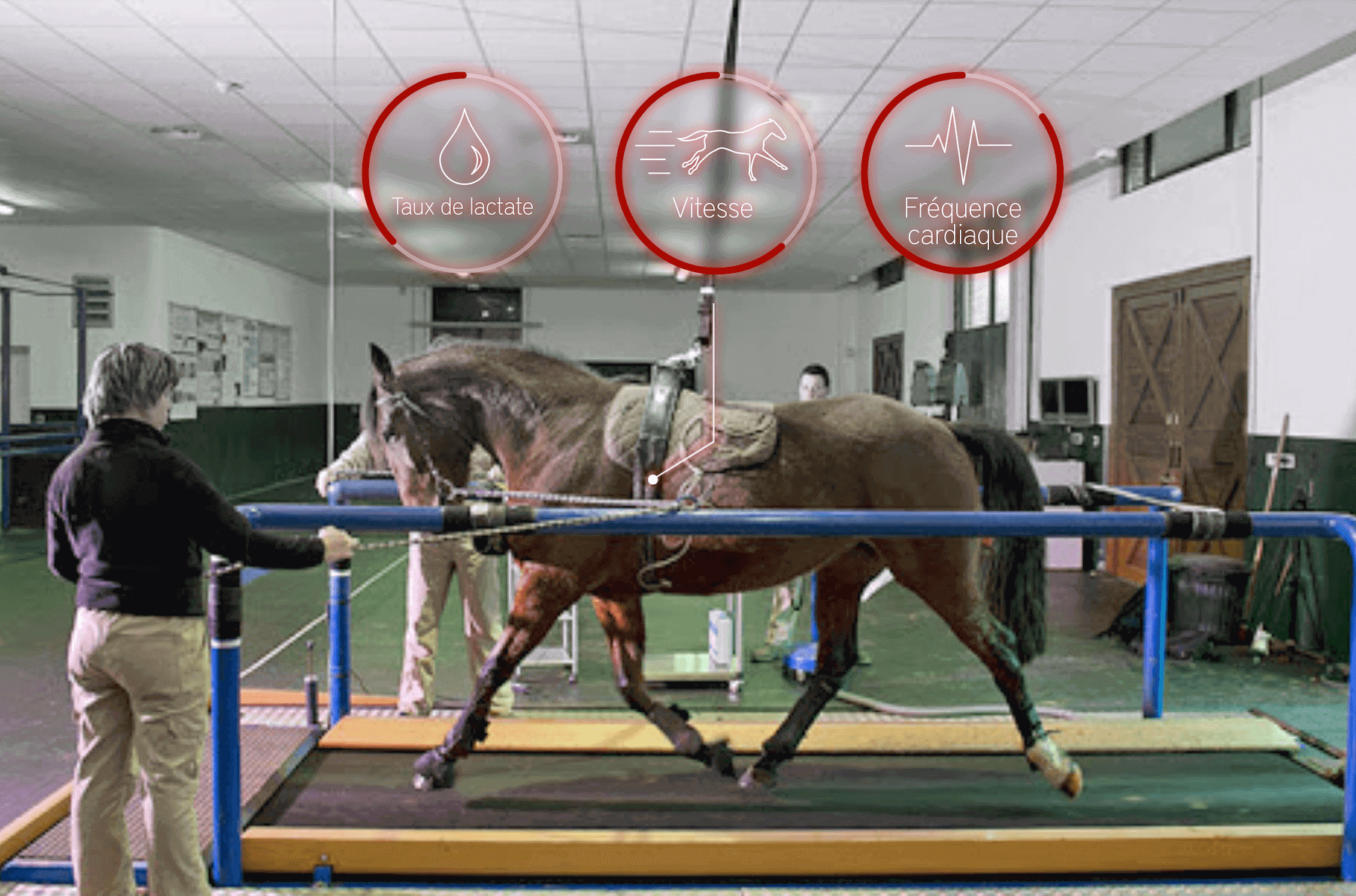 avantages de l'entraînement chevaux de course sur tapis roulantges of the treadmill in training racehorses