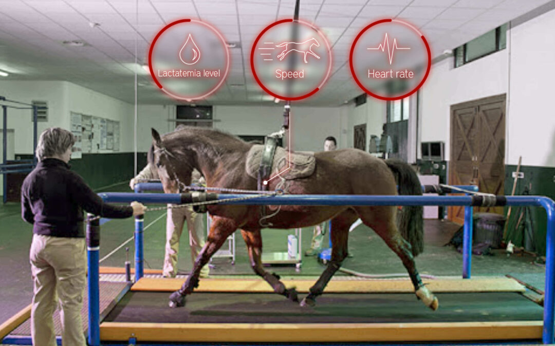 advantages of the treadmill in training racehorses