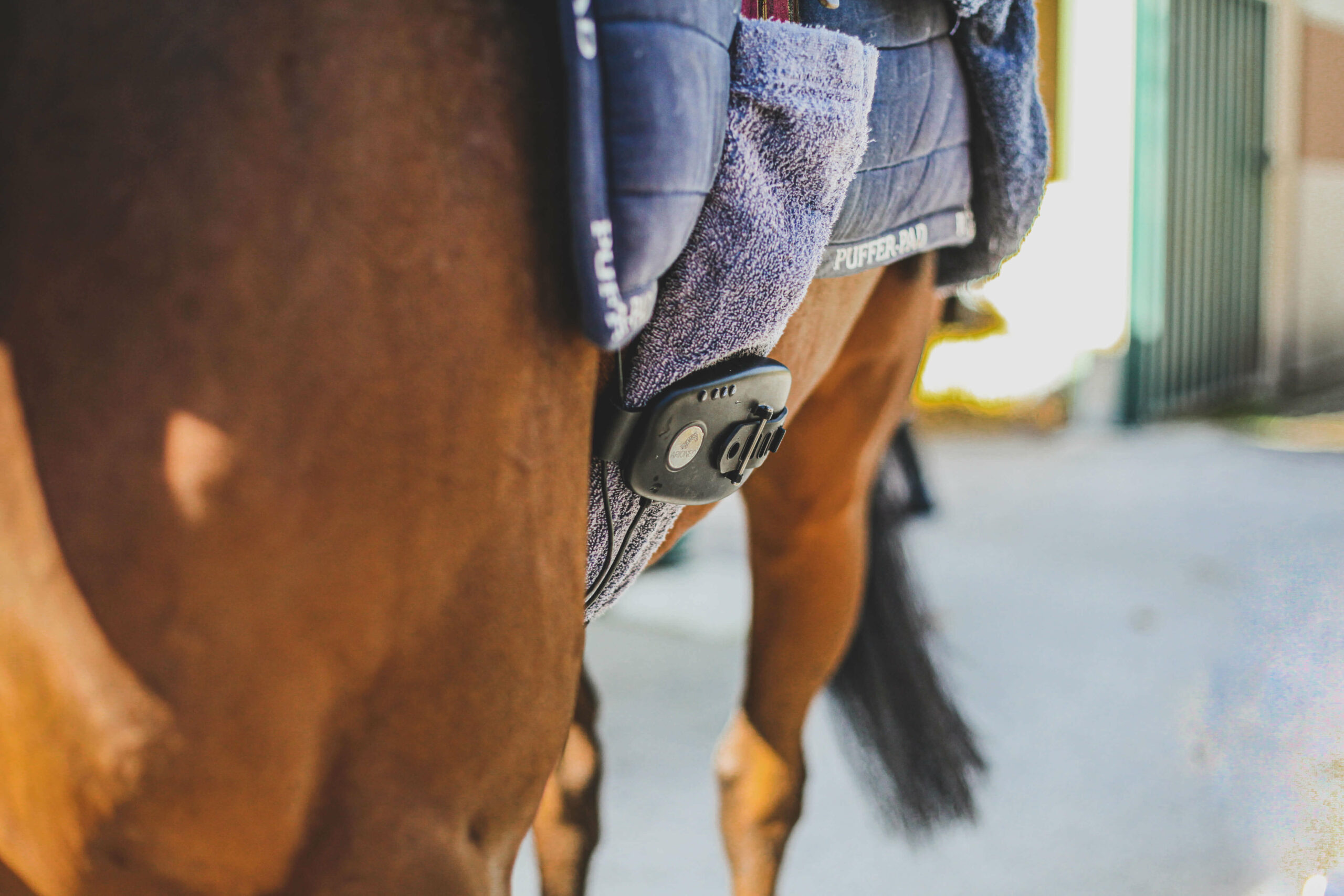 cheval de course bai avec le capteur d'enregistrement de la fréquence cardiaque Equimetre