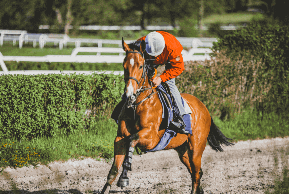 4 questions to analyze your racehorses’ fitness