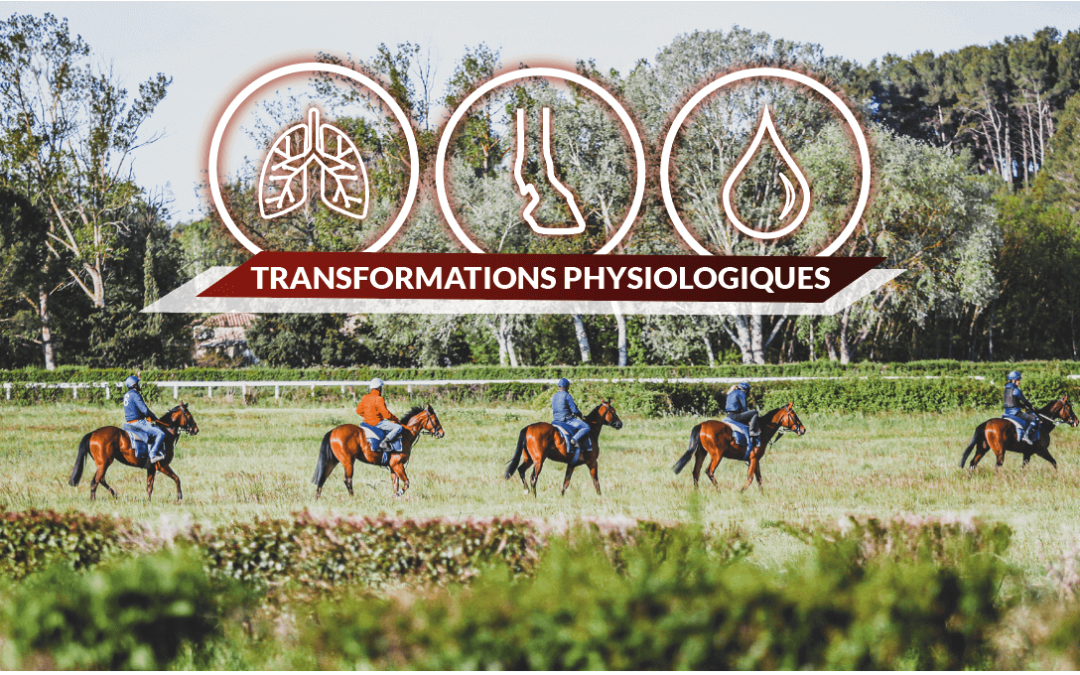 Transformations physiologiques chez le jeune cheval de course