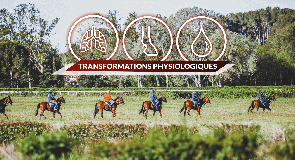 transformations physiologiques cheval