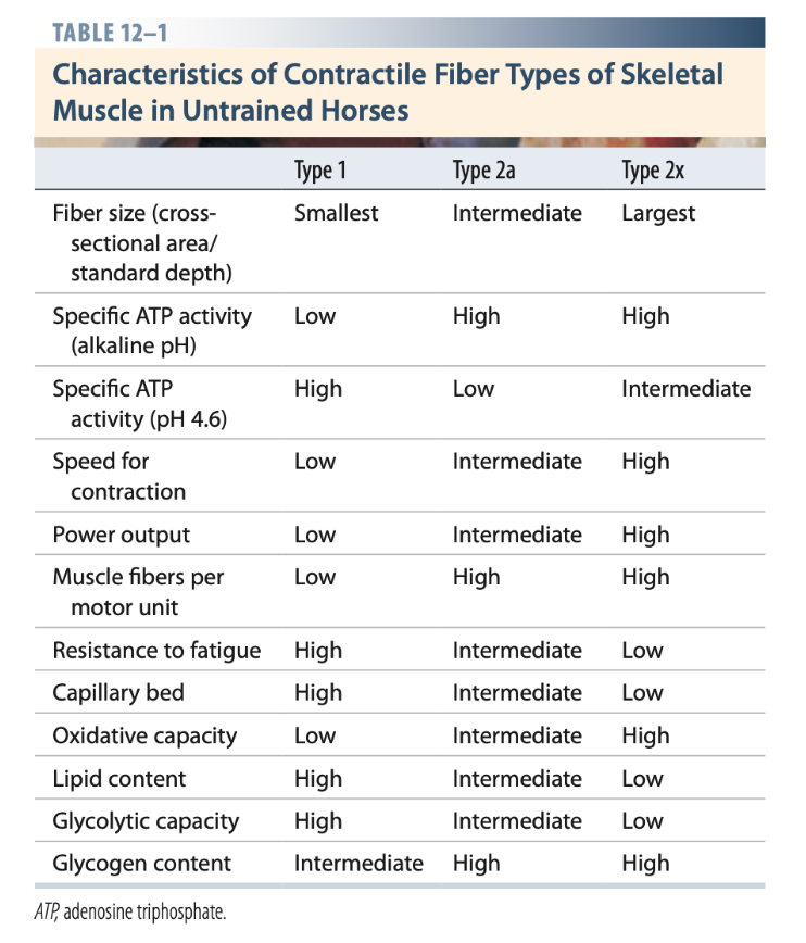 Table of muscular physiology racehorse