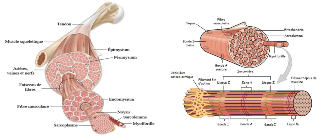 muscle myofibrille et sarcomère