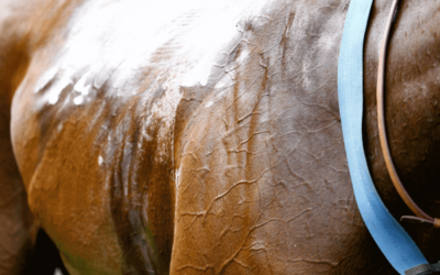 Muscular physiology in the athletic horse