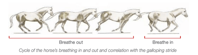 cycle of the horse's breathing in and out and correlation with the galopping stride