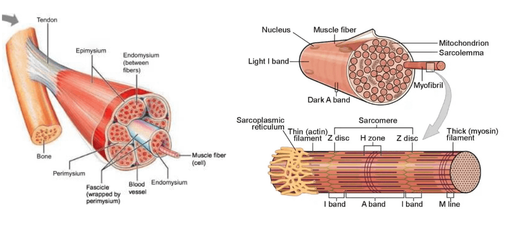 schema of muscular physiology and muscle fibers