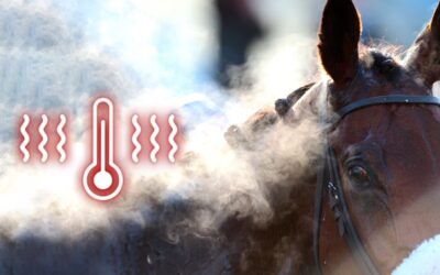 Thermoregulation in horses: how do they regulate their body heat?