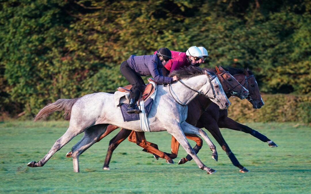 What is the influence of training on a racehorse’s cardiovascular system?