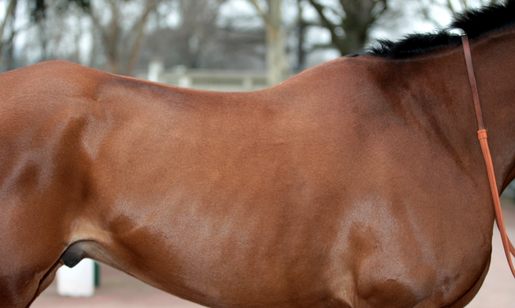 Physiological Systems Roles And Functions In The Racehorse s