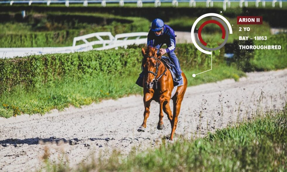 two-year-olds-how-to-follow-their-training