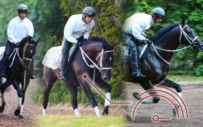 Exercices d’intensités variables : quels effets sur le cheval ?