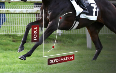 Conditioning of the athletic horse