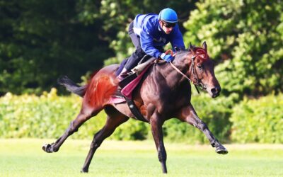 Muscle memory in the athletic horse