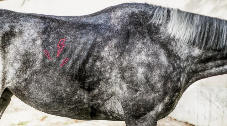 Les ulcères gastriques chez les chevaux de course : l’impact sur les performances