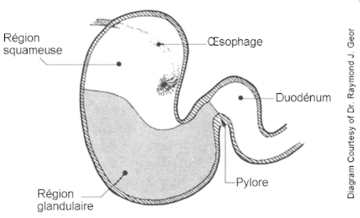 Schéma d'ulcères gastriques chez un cheval